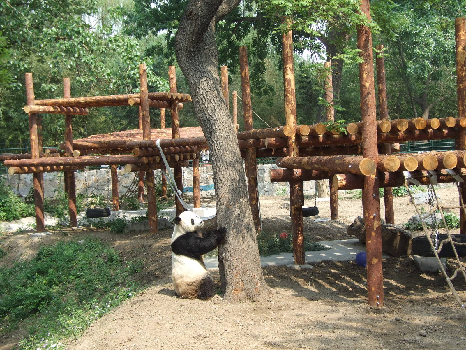 panda exhibit