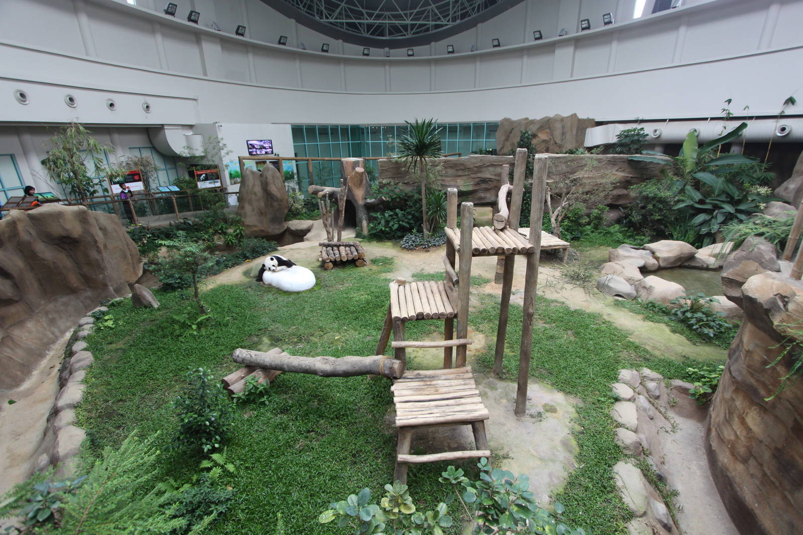 Panda exhibit
