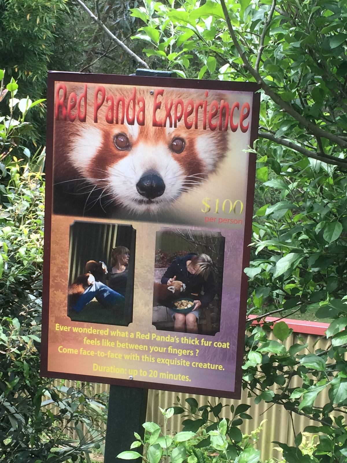 Panda Experiance