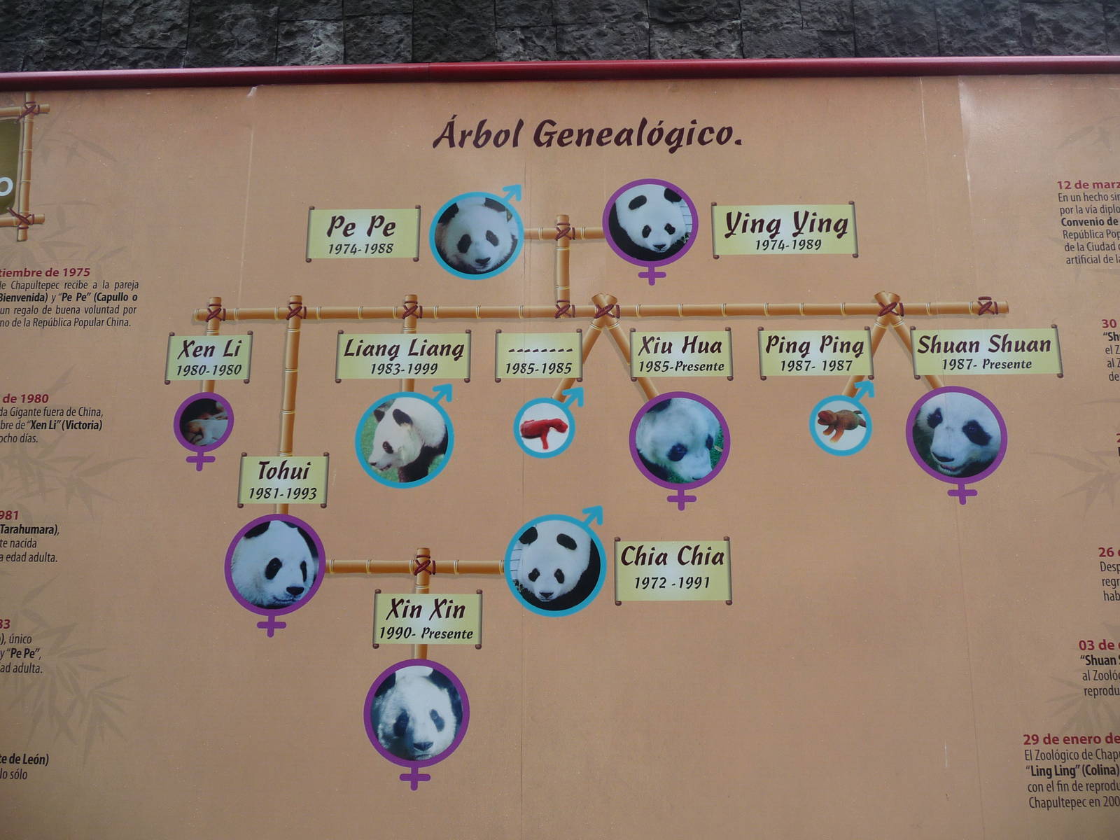 panda family tree chapultepec zoo