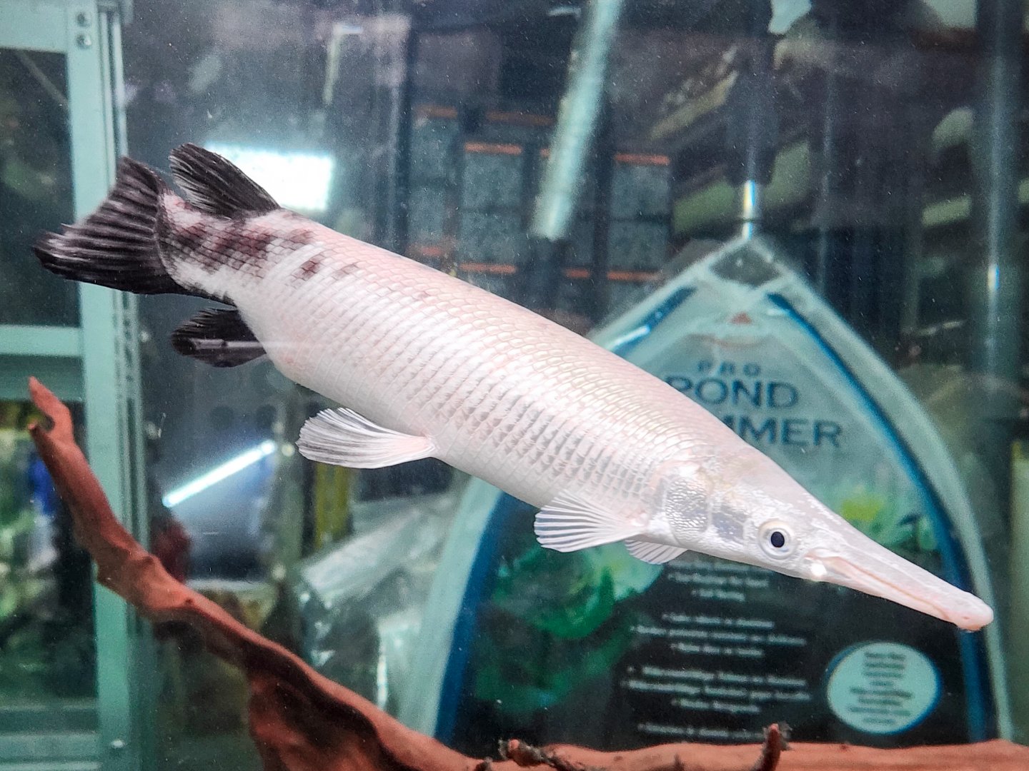 Panda Gar (Atractosteus tropicus var.)