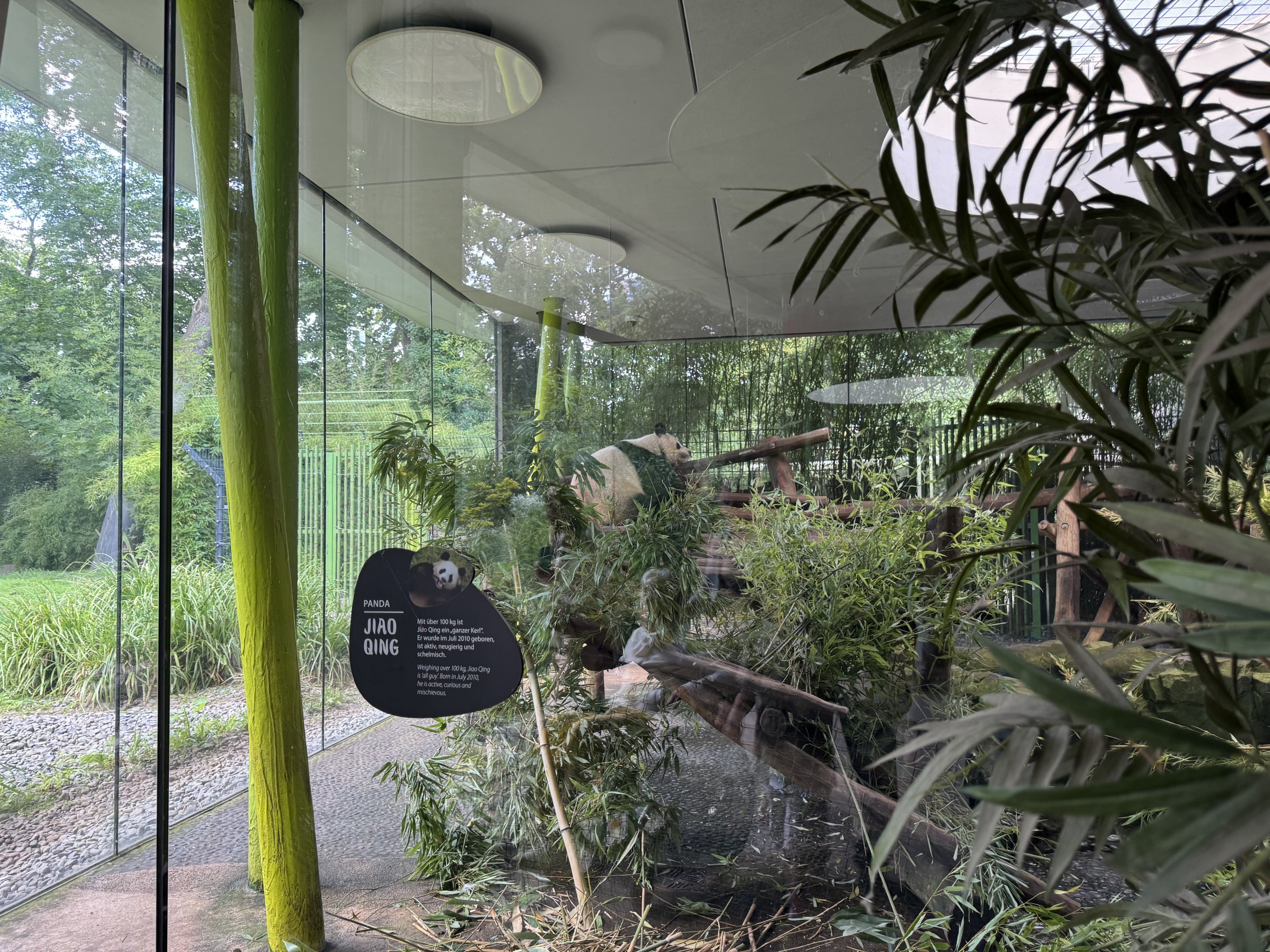 Panda Garden - Indoor Giant Panda exhibit #1