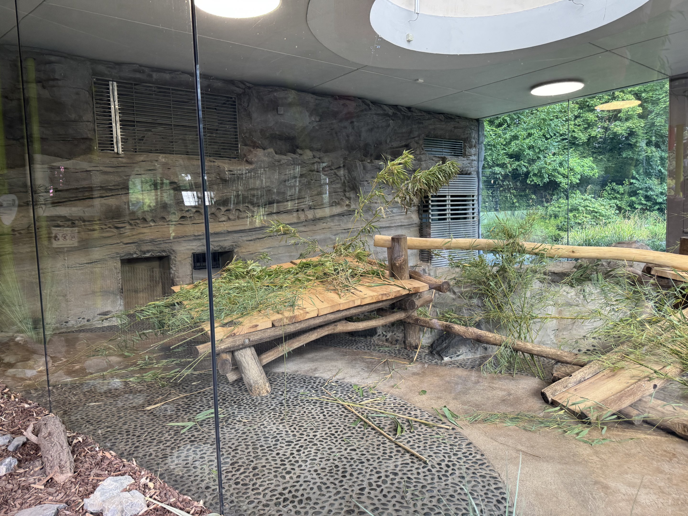 Panda Garden - Indoor Giant Panda exhibit #2