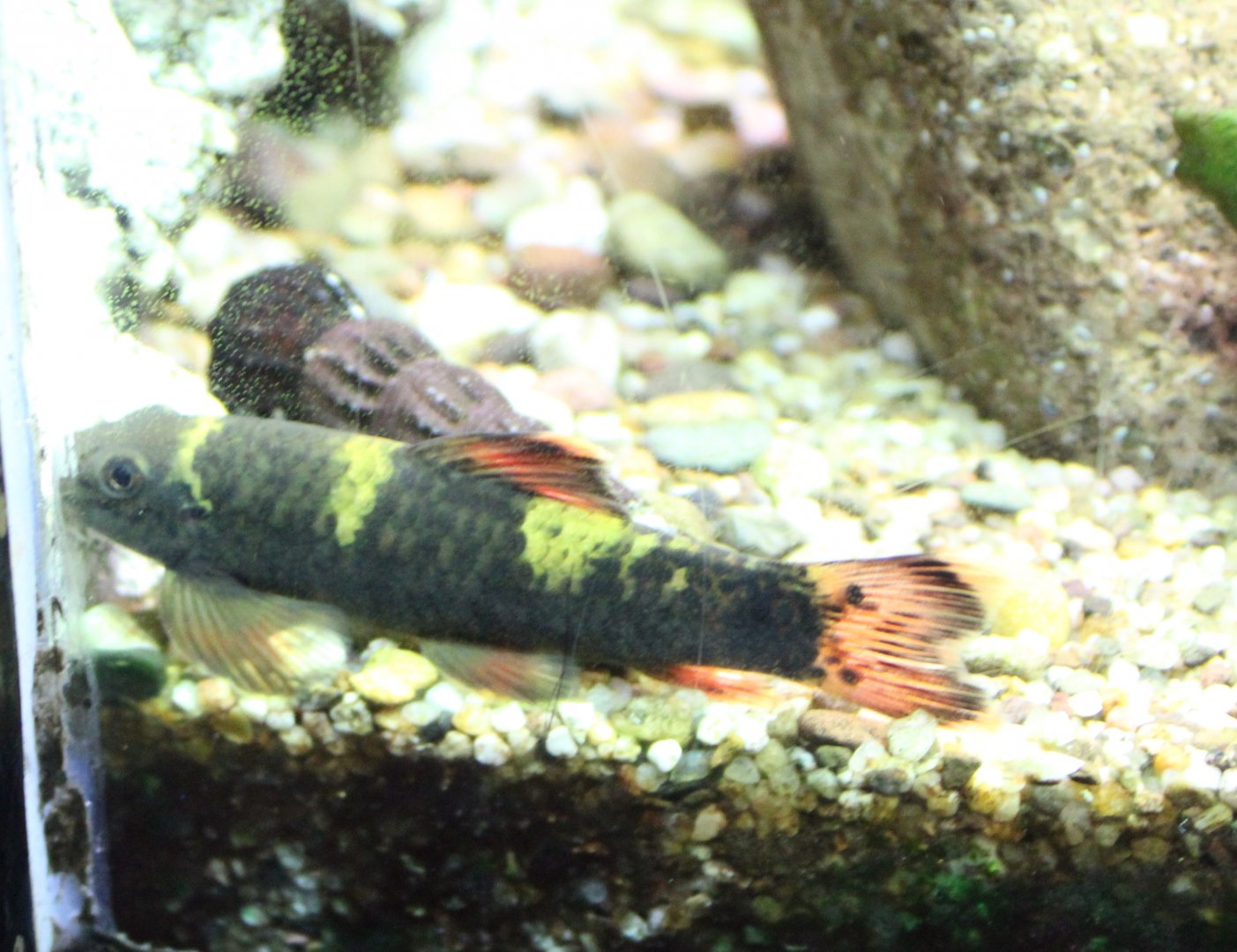 Panda garra - Garra flavatra