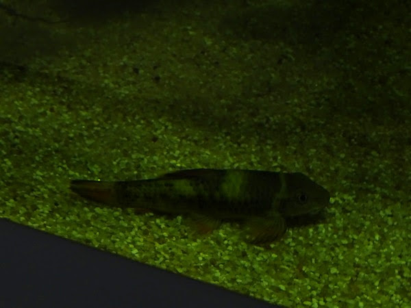 Panda garra (Garra flavatra)