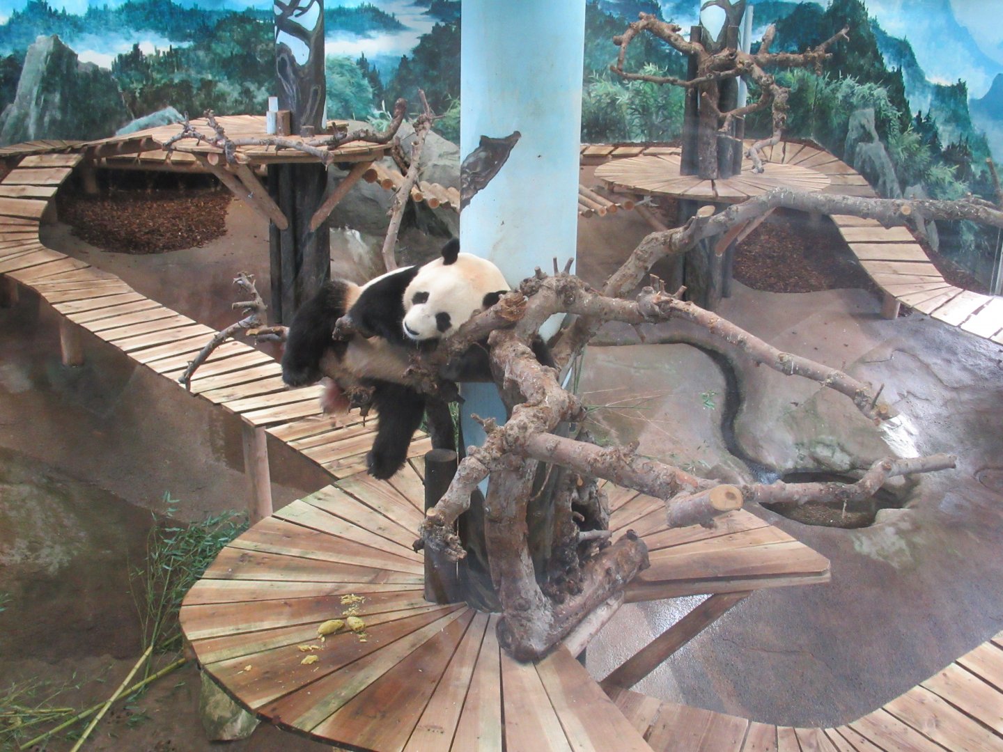 Panda hanging out indoors