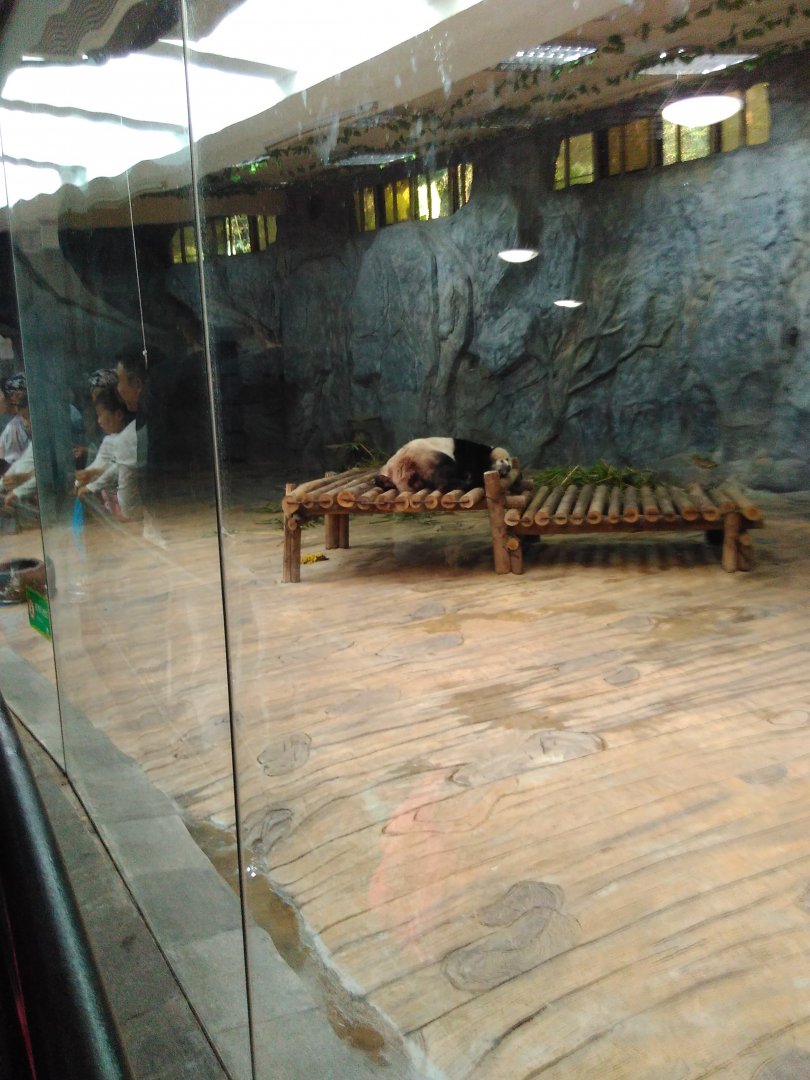 Panda indoor exhibit