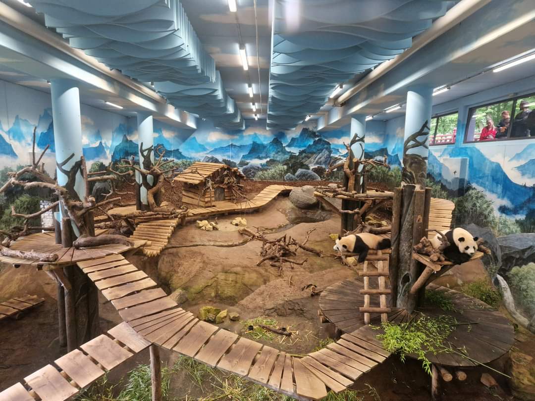 Panda indoor exhibit