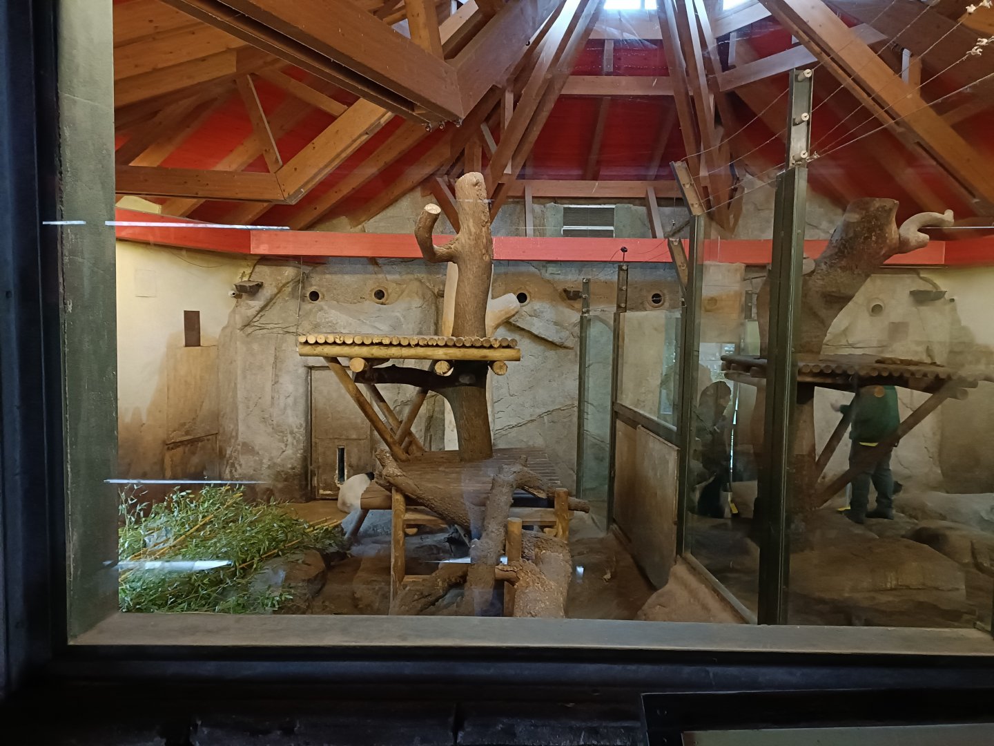 Panda indoor exhibit