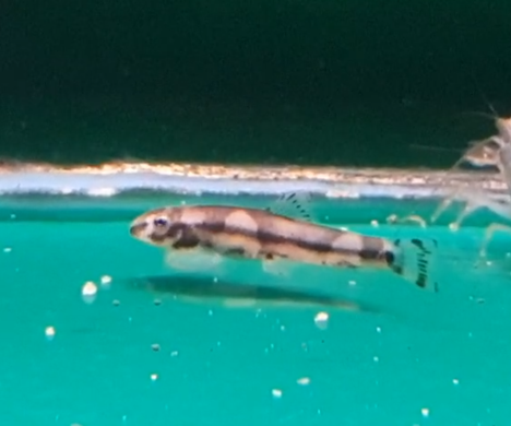 Panda loach - Protomyzon pachychilus