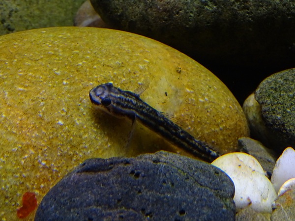 Panda loach (Yaoshania pachychilus)