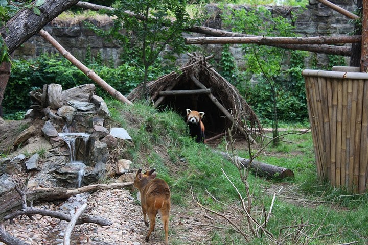 Panda mała (Ailurus fulgens)