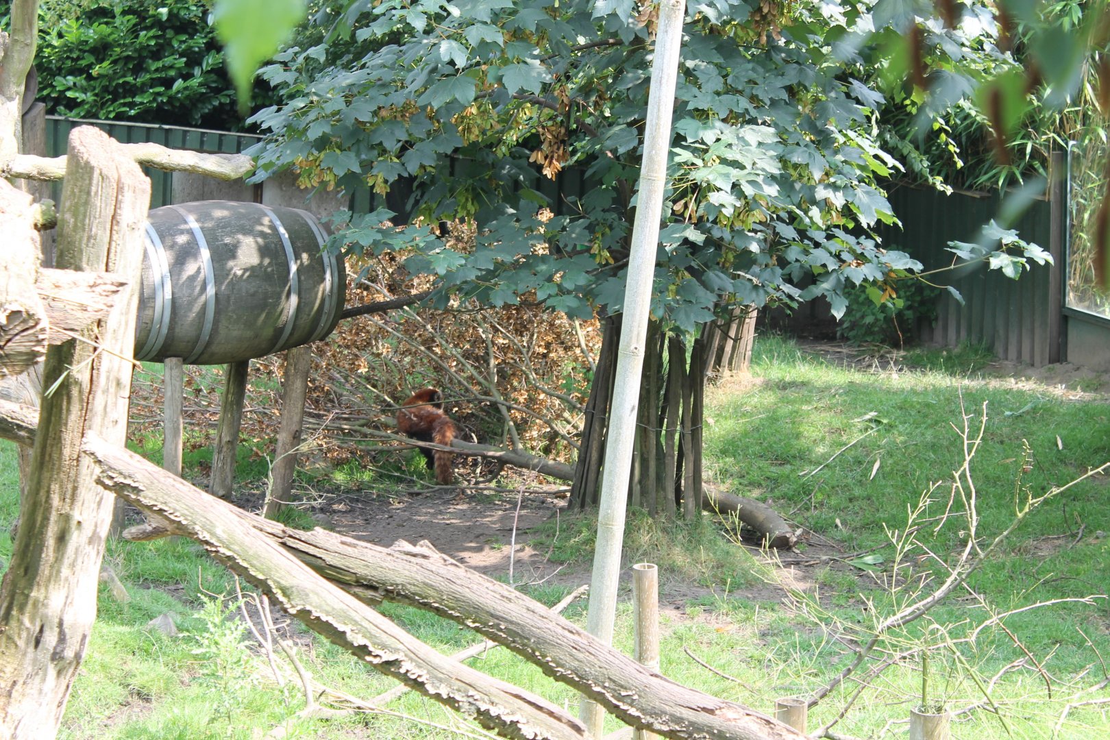 Panda - Muntjac enclosure