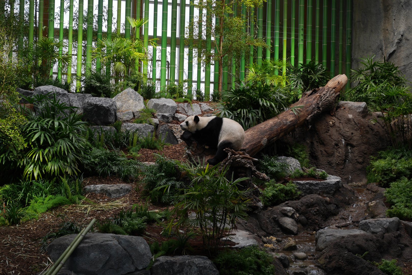Panda Passage Giant Panda Indoor Exhibit #1