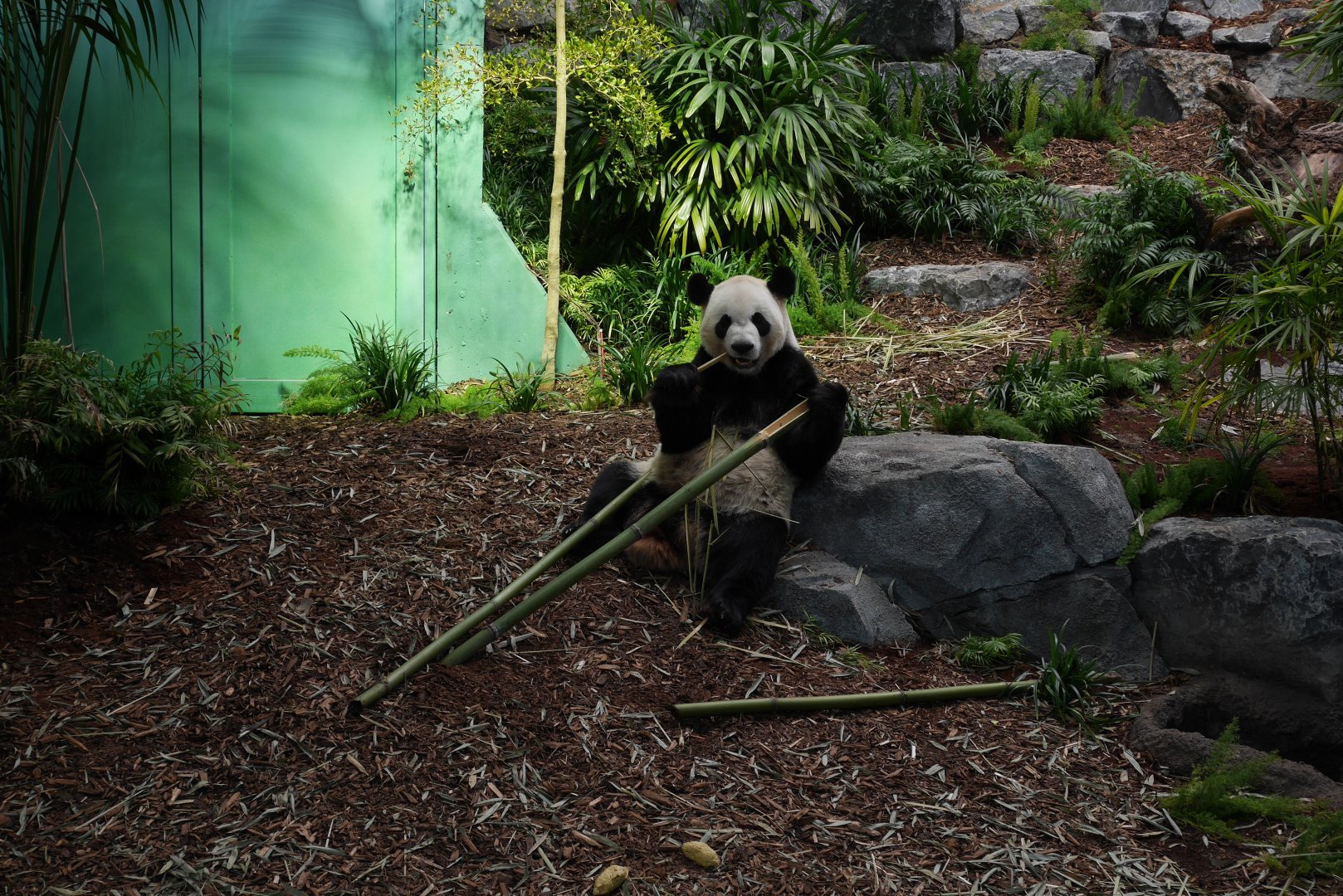 Panda Passage Giant Panda Indoor Exhibit #1