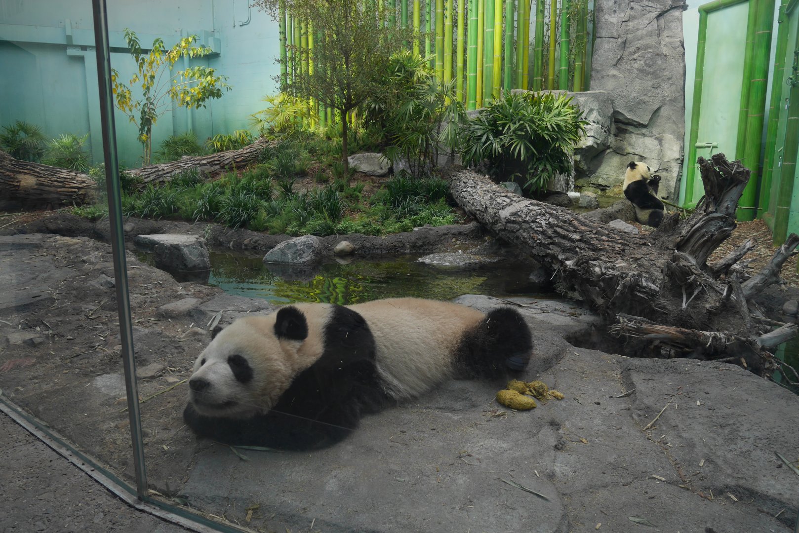 Panda Passage Giant Panda Indoor Exhibit #2