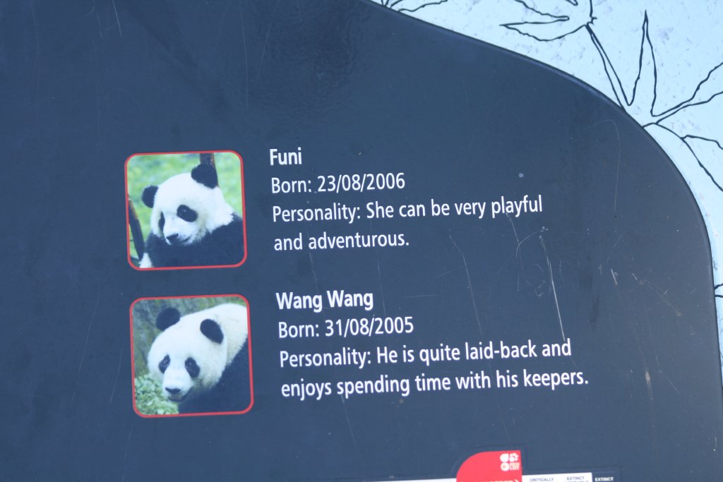 Panda personalities