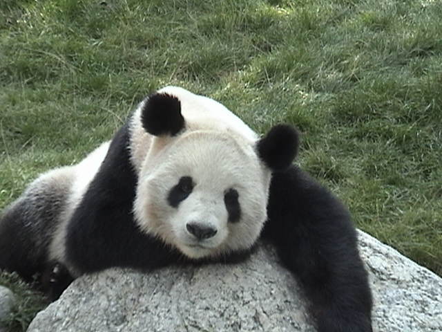 Panda Poser ;)