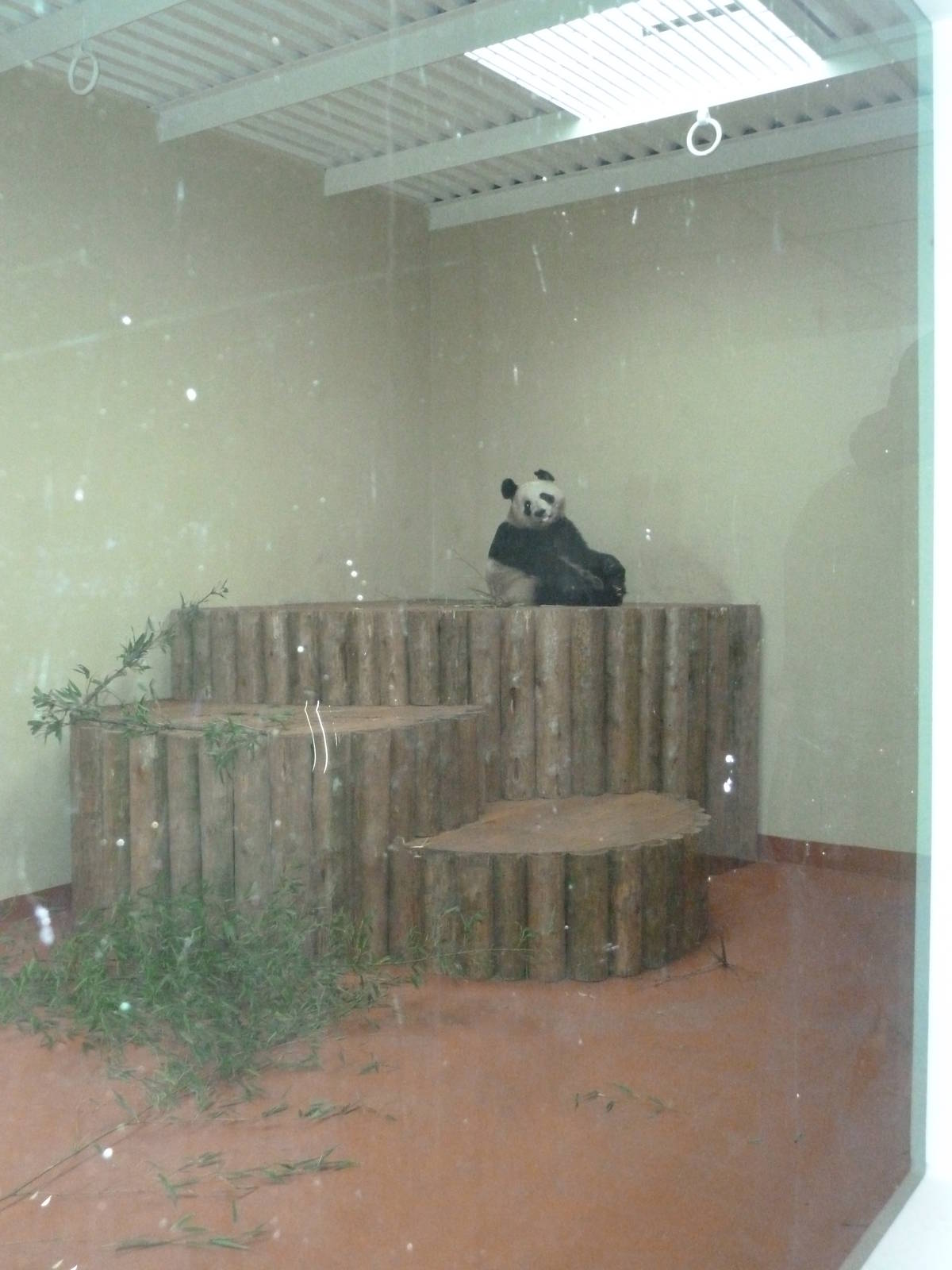 Panda Preview-Inside