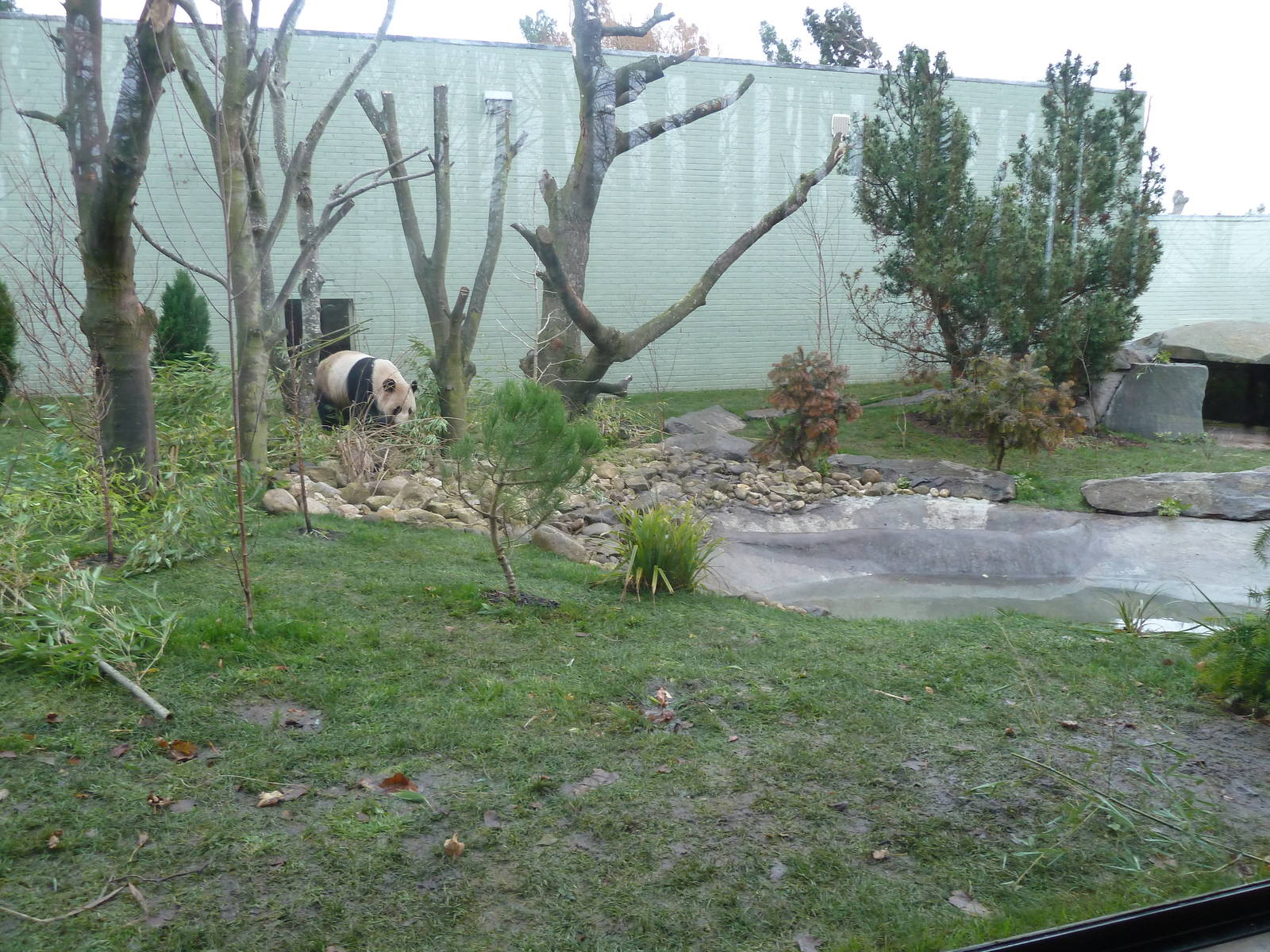 Panda Preview-outside