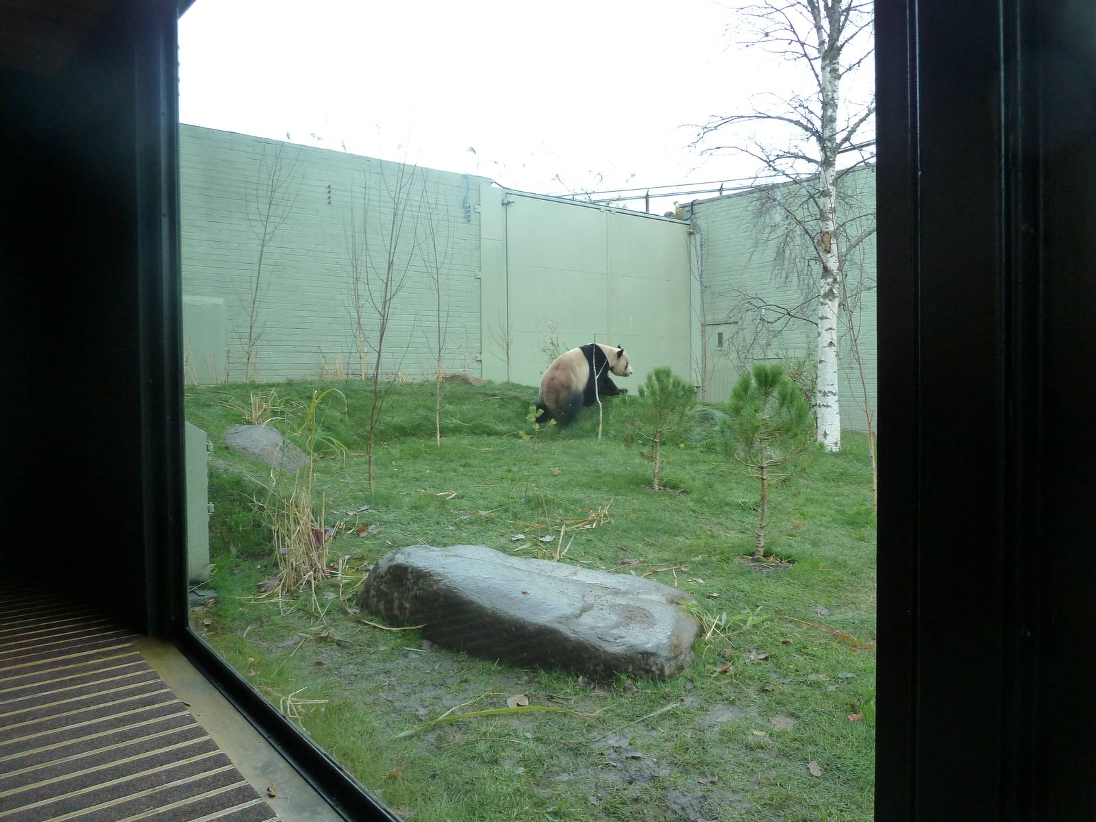 Panda Preview-outside