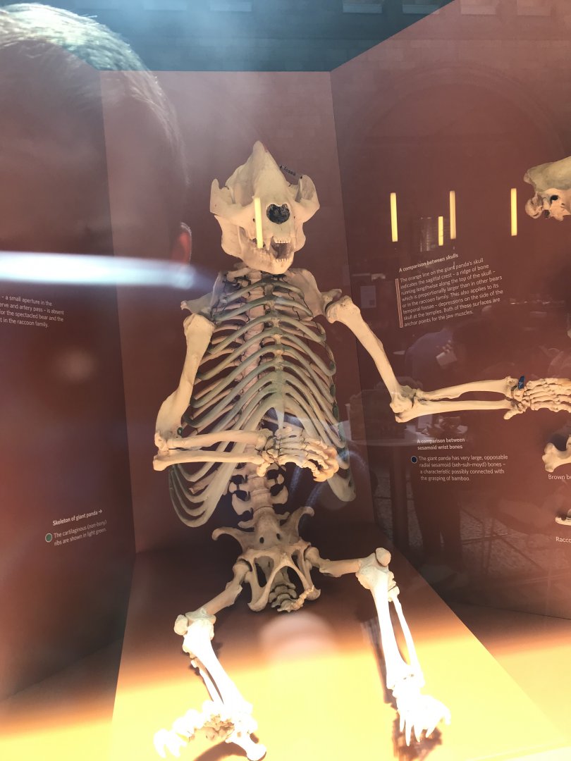 Panda skeleton