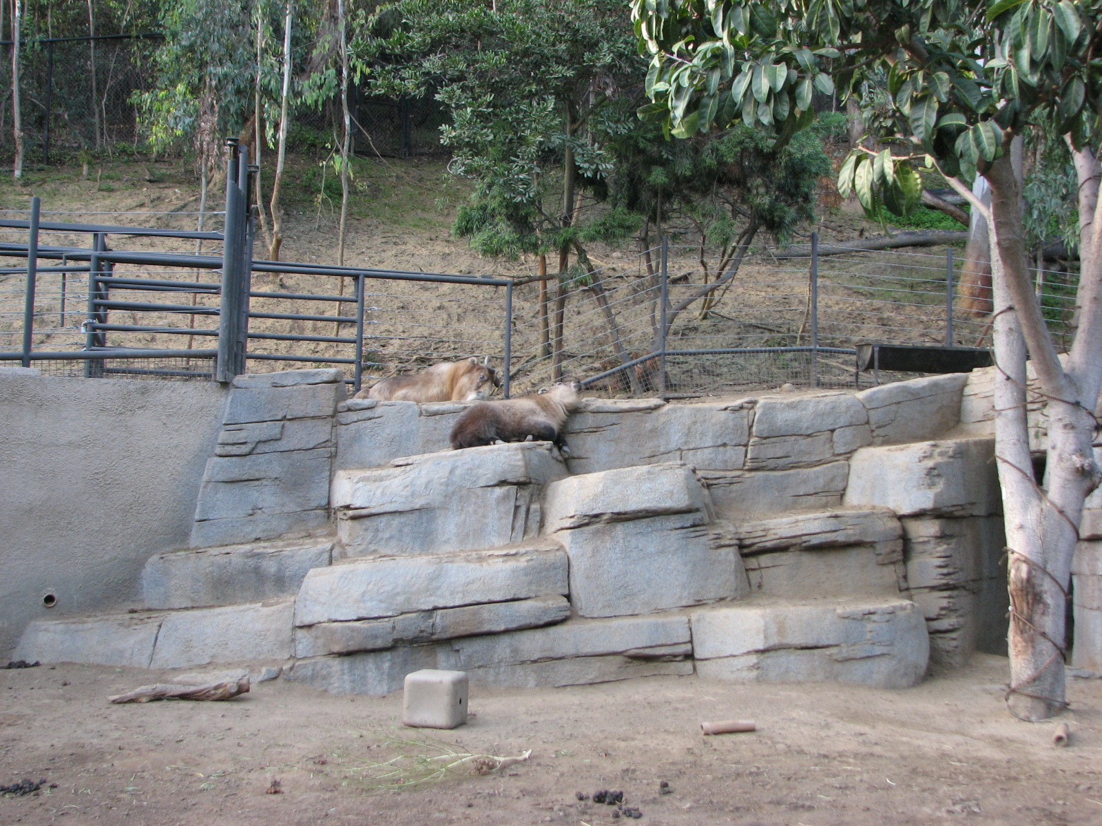 Panda Trek - Sichuan Takin