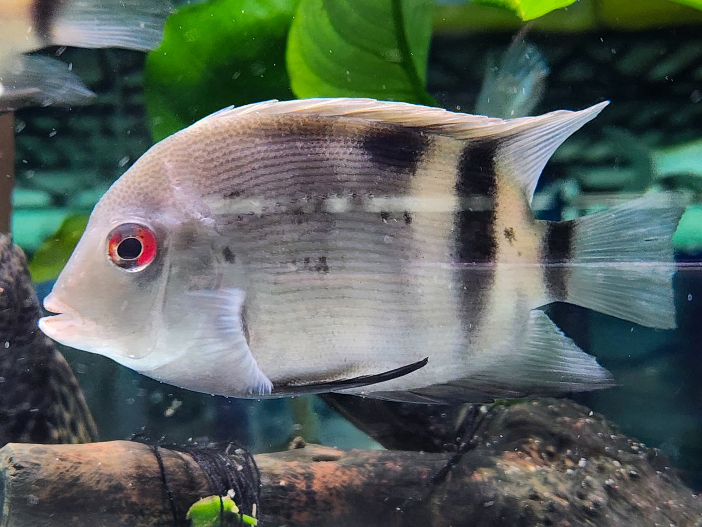 Panda Uaru (Uaru fernandezyepezi)