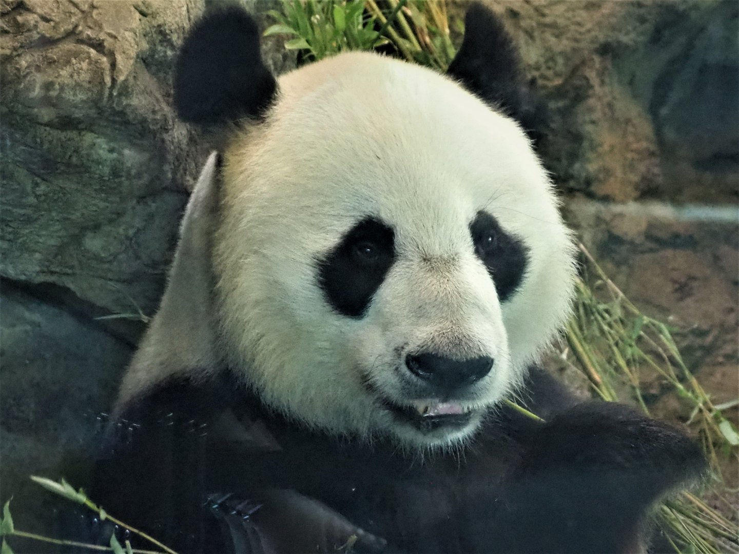 Panda