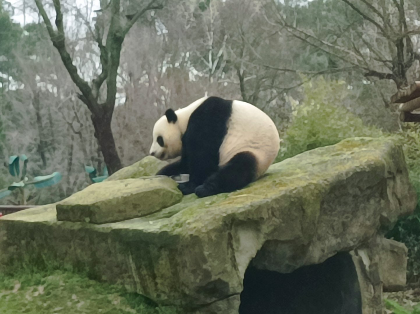 Panda
