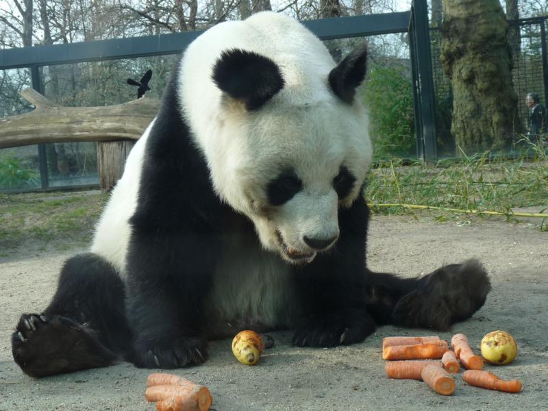 Panda