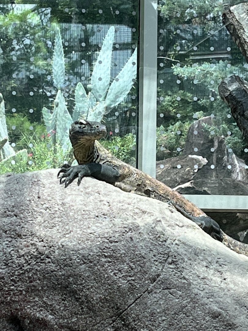 Pandai the Komodo Dragon