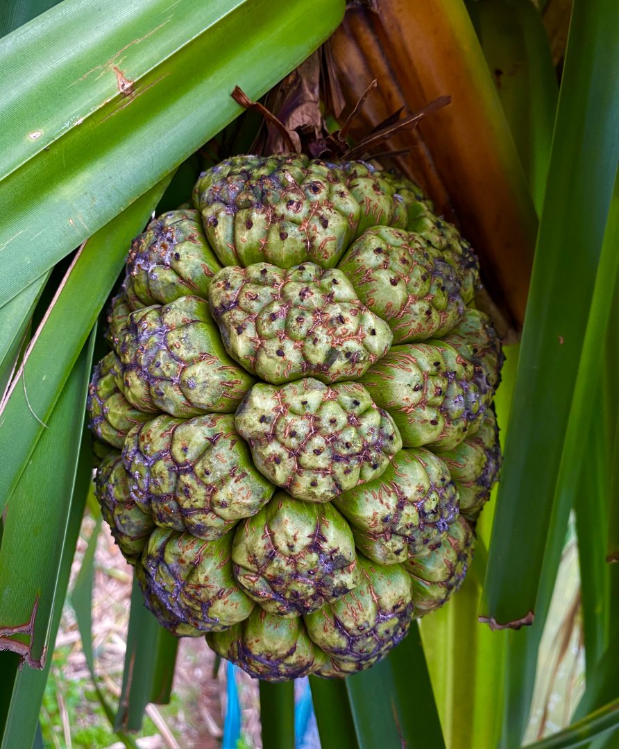 Pandan fruit cluster