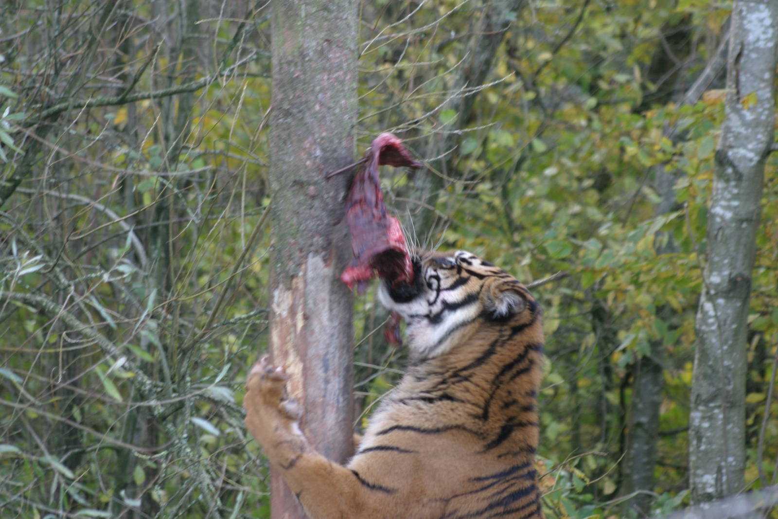 Pandang the Sumatran Tiger