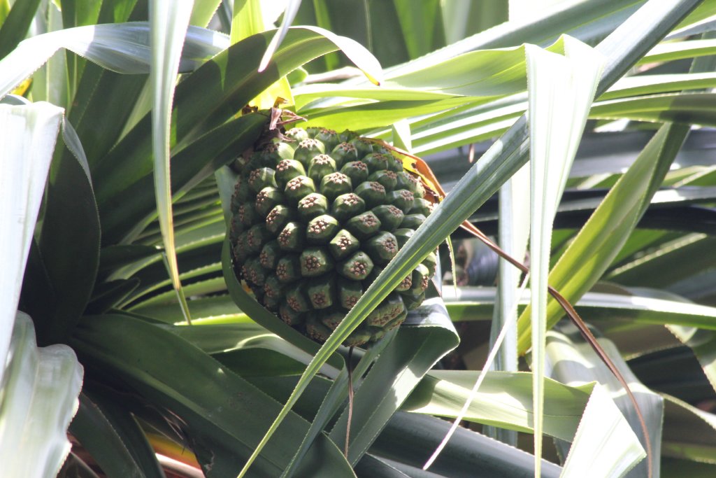 Pandanus fruit