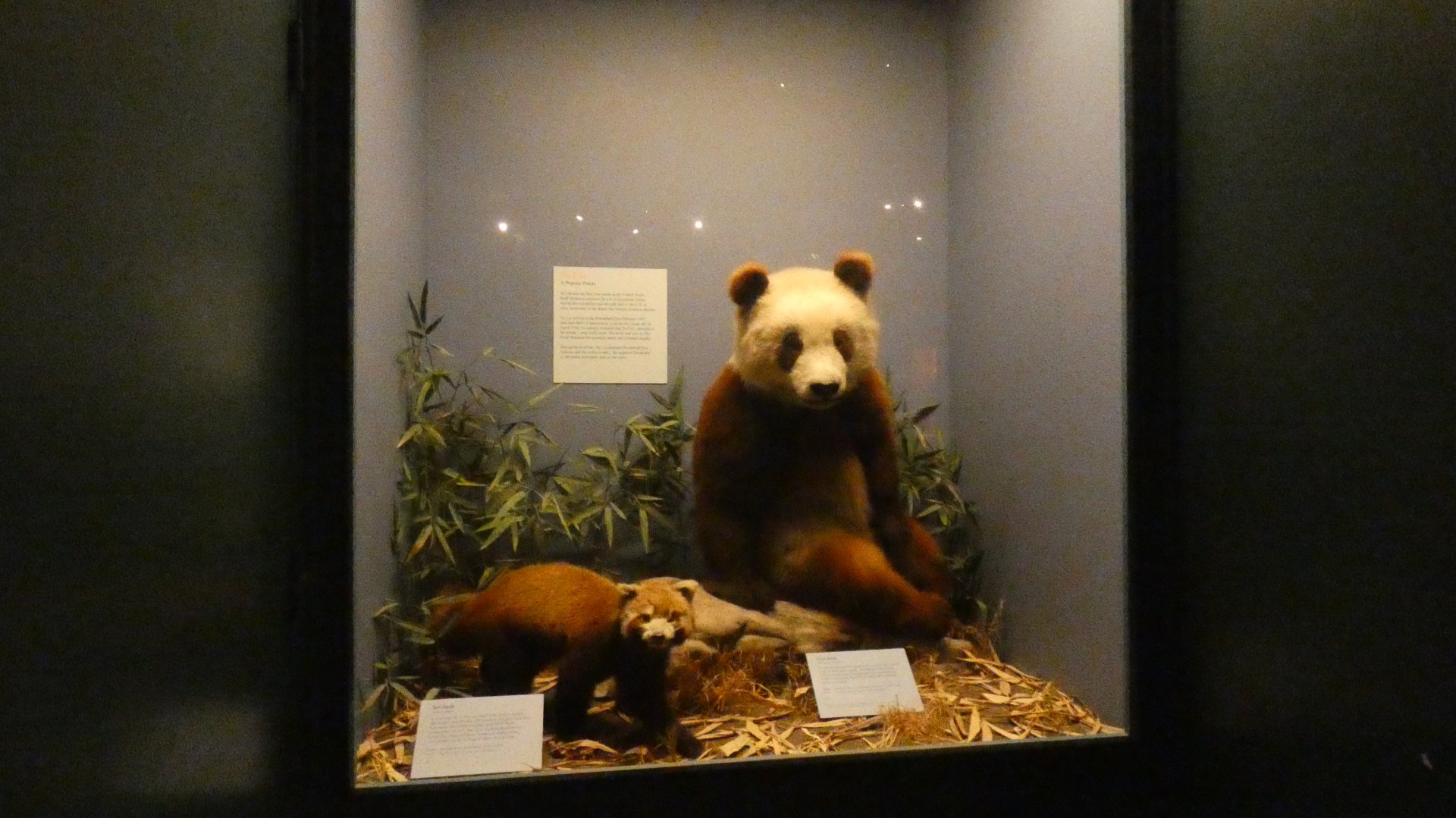 Pandas (Su Lin), Animal Groups - Feb. 2022