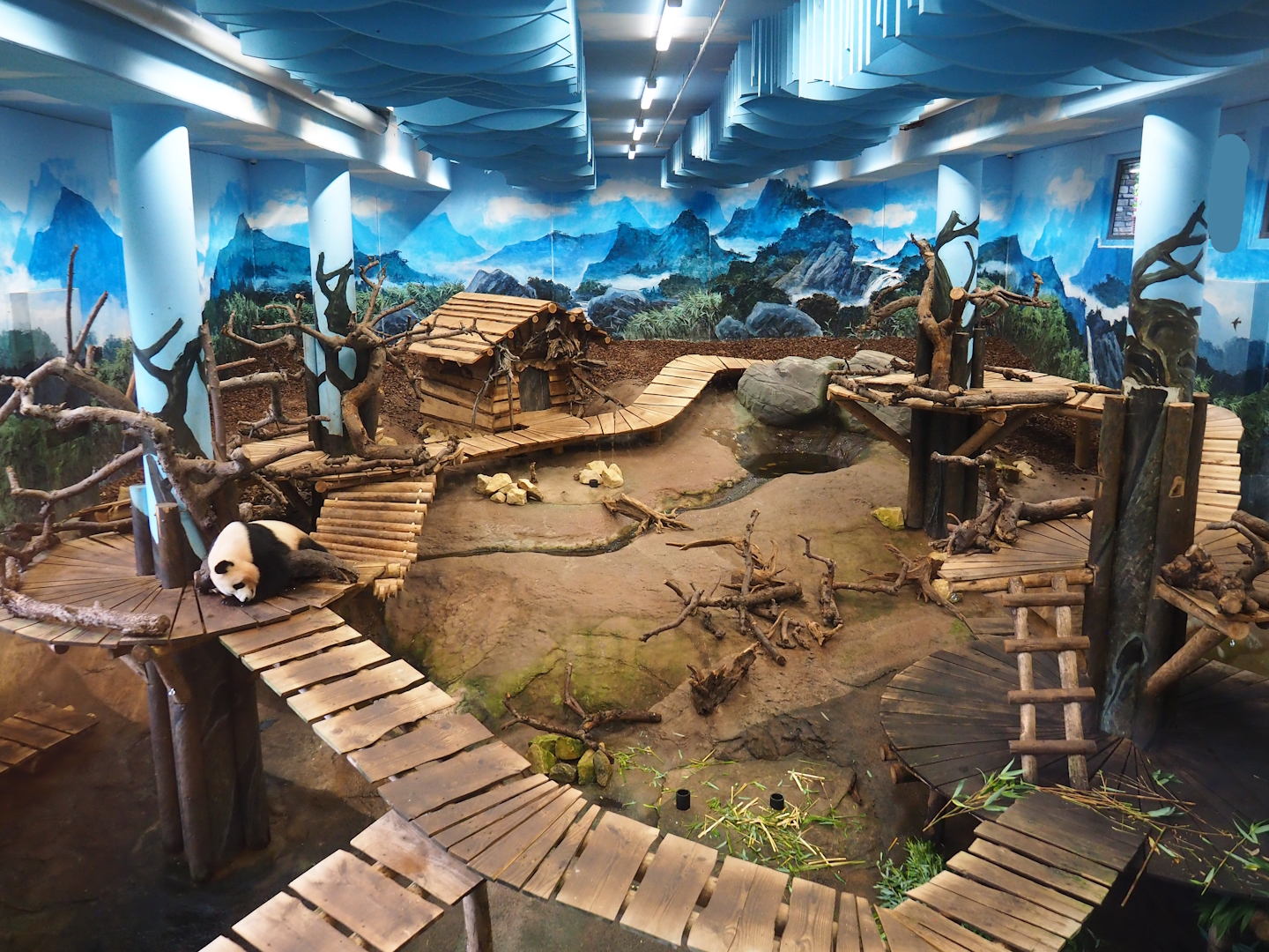 Pandasia - First giant panda indoor exhibit, 2023-08-17