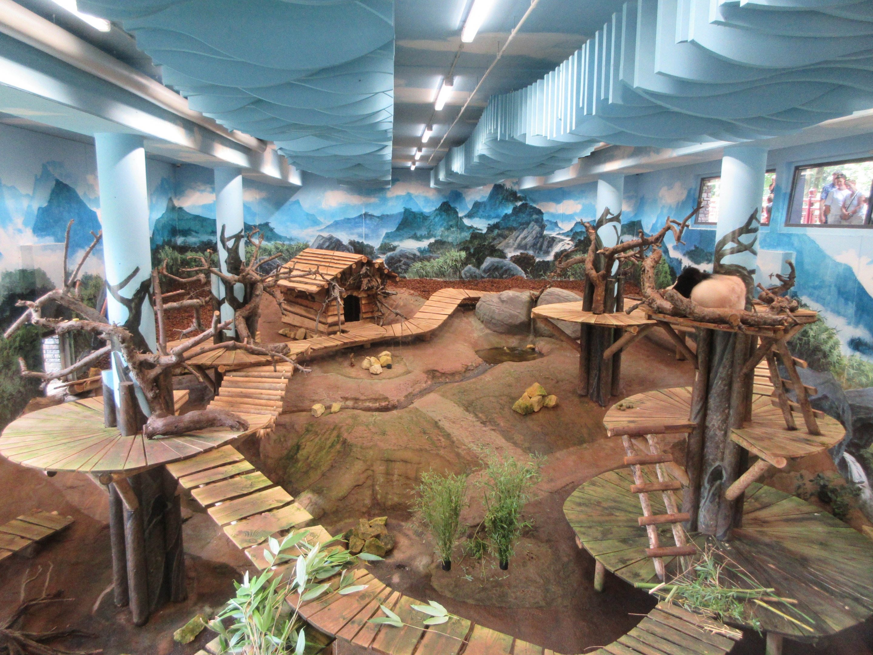 Pandasia - Giant Panda Complex