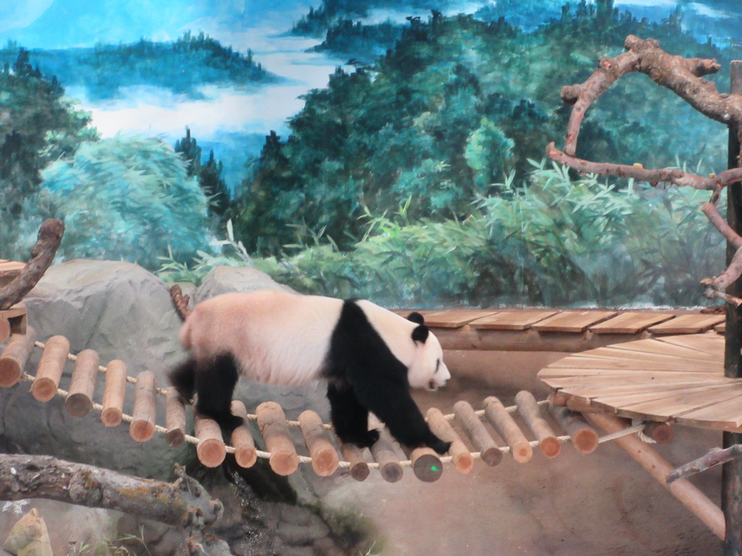 Pandasia - Giant Panda Complex