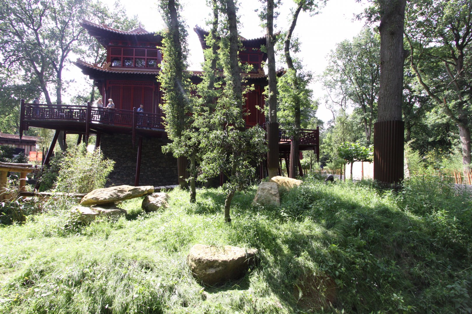 Pandasia, outdoor enclosure giant panda
