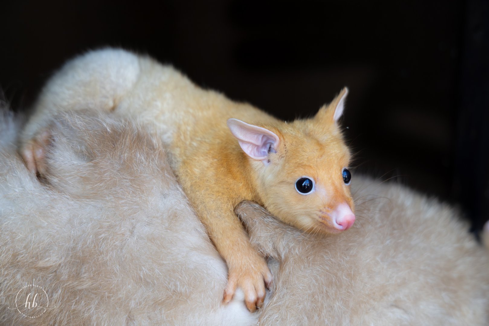 Pandora - Golden Possum / Hamerton / 3-4-25