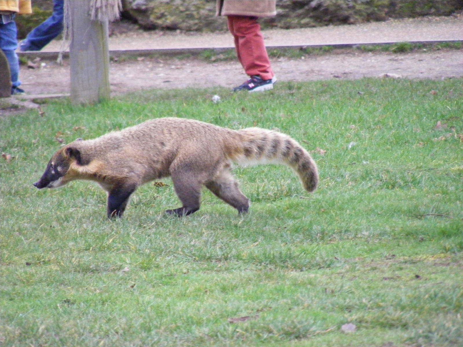 Pandy the coati at Chessington Zoo, 6 February 2011