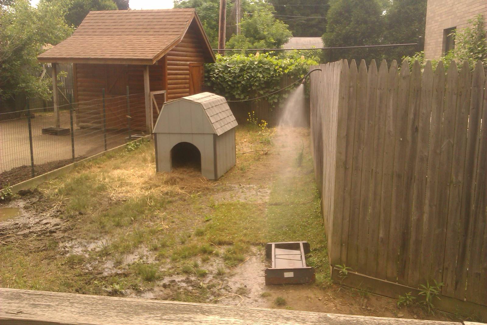 Panepinto Pig Exhibit
