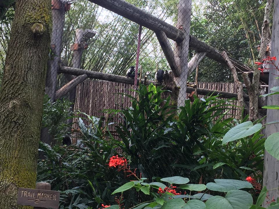 Pangani Forest- Colobus Monkey