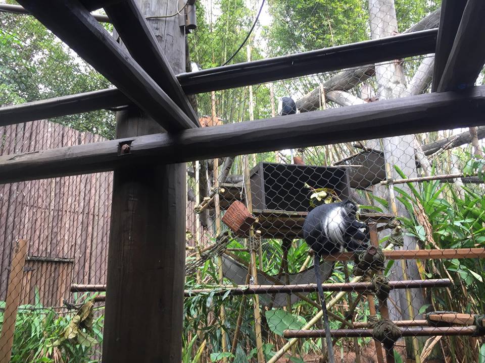 Pangani Forest- Colobus Monkey