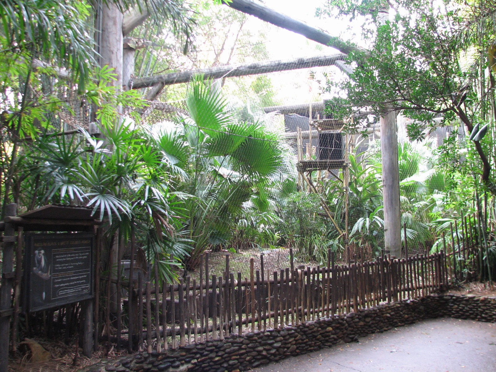 Pangani Forest Exploration Trail - Angolan Colobus Exhibit - Second Viewing