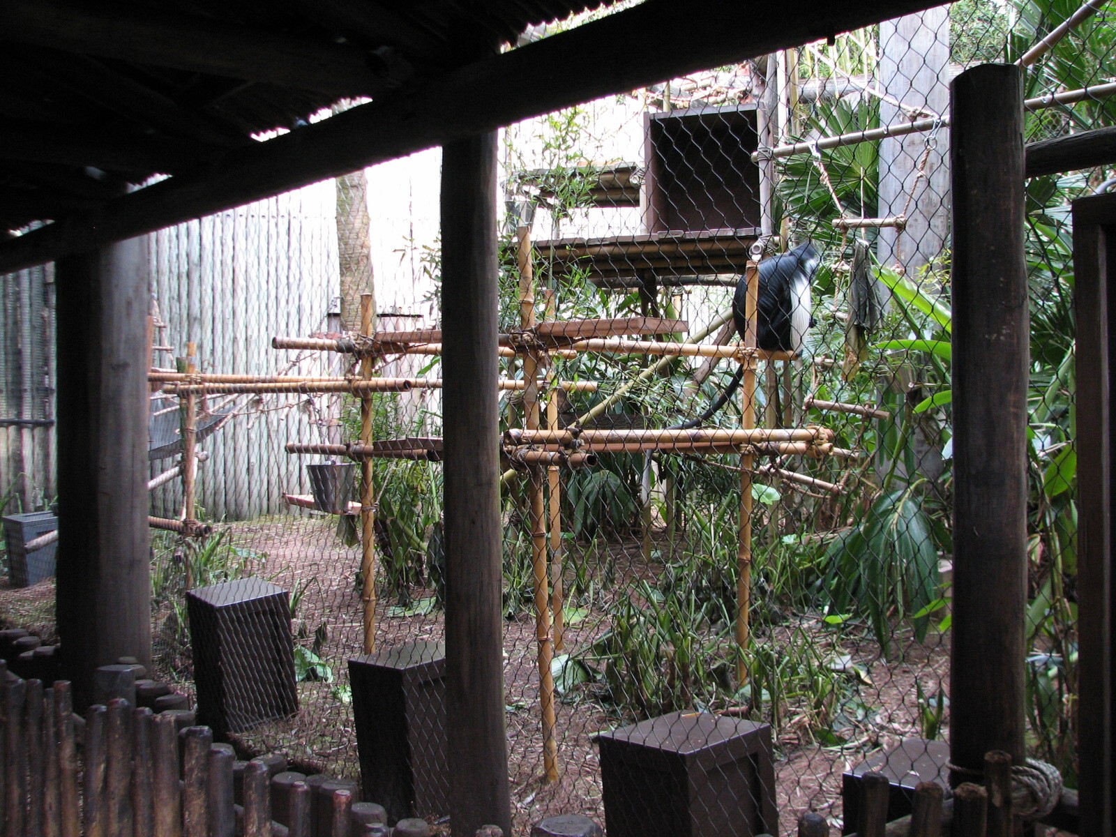 Pangani Forest Exploration Trail - Angolan Colobus Exhibit