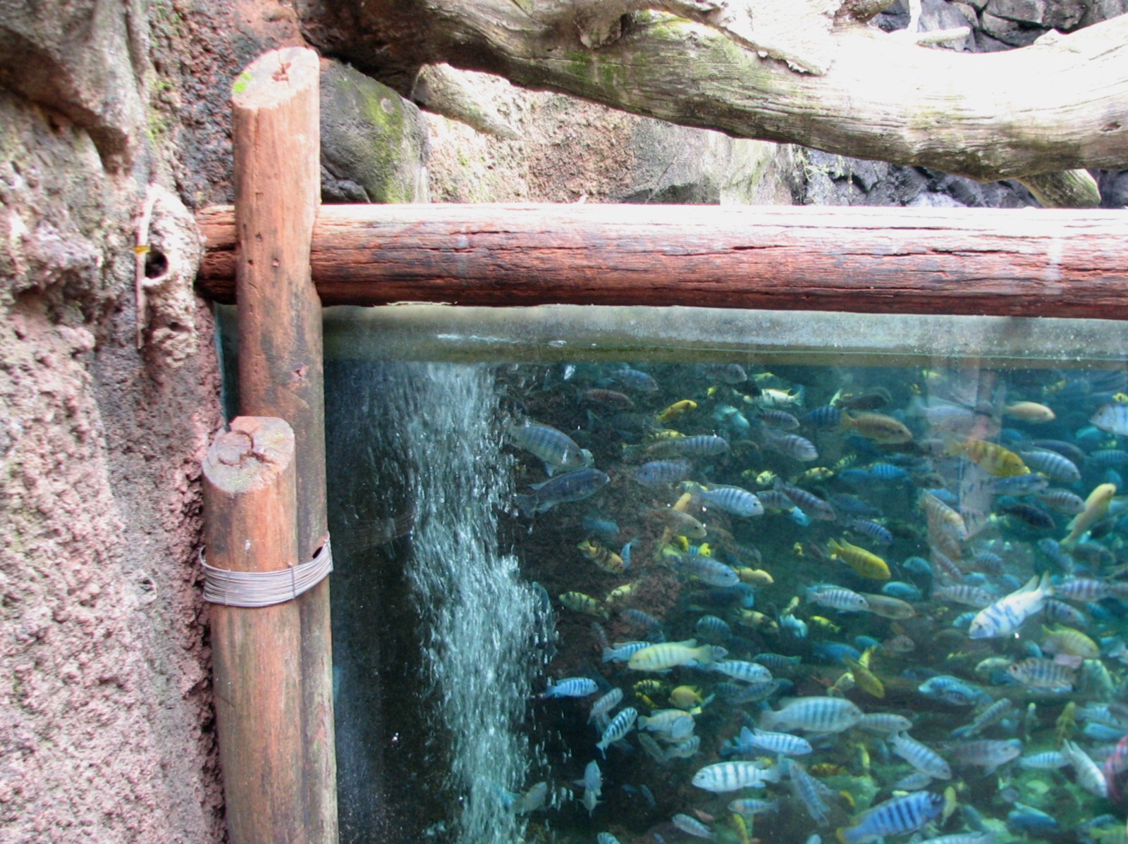 Pangani Forest Exploration Trail - Aviary - Lake Victoria Cichlids
