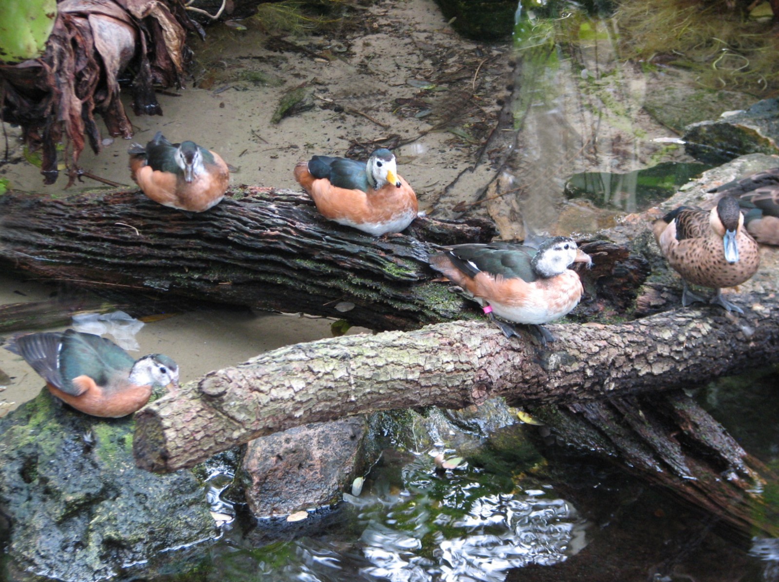 Pangani Forest Exploration Trail - Aviary - Pygmy Goose and Hottentot Teal