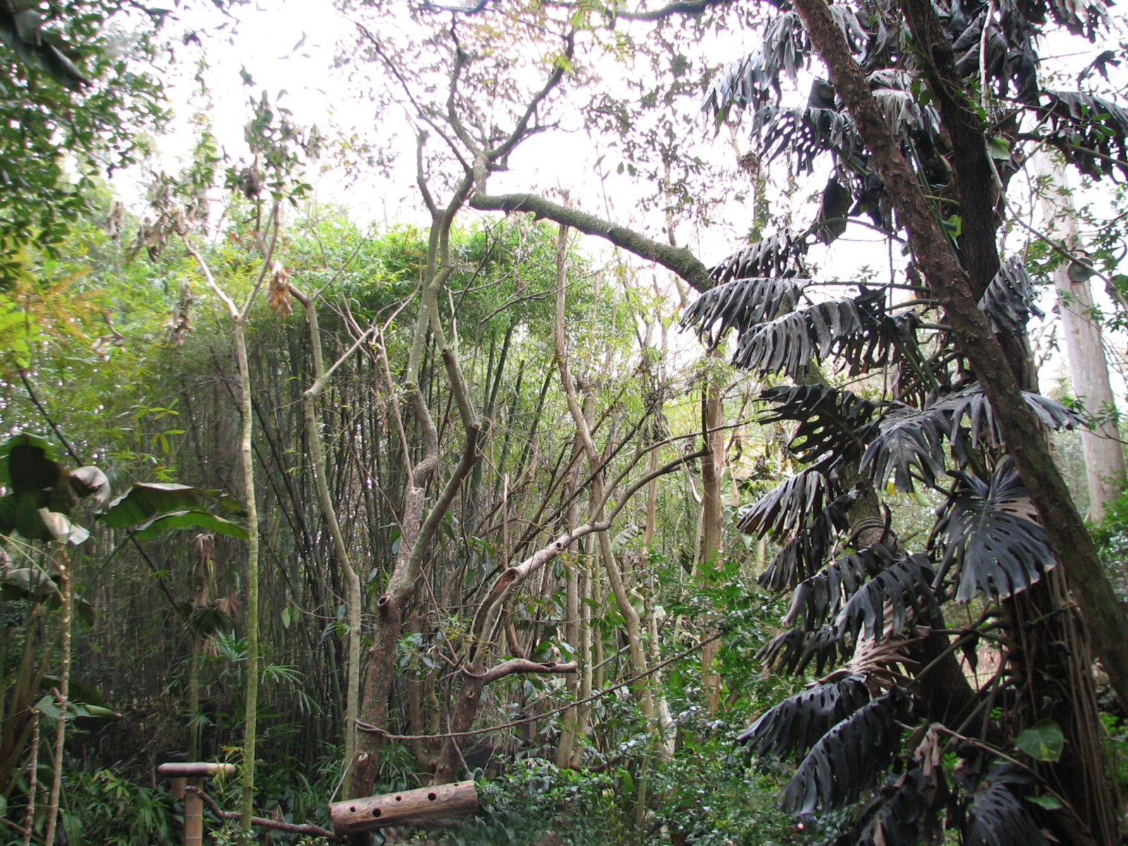 Pangani Forest Exploration Trail - Aviary